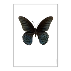 Affiche Entomologique Liljebergs - Poster Papillon noir - Illustration Papilio Memnon - Boutique Les inutiles