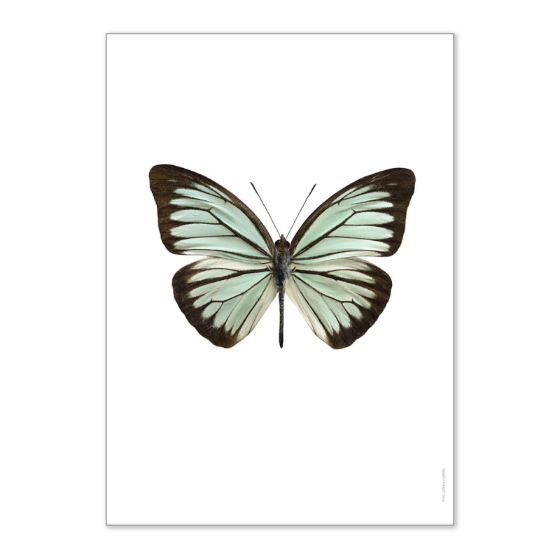 Affiche Liljebergs insecte - photo Papillon Turquoise - Illustration Pareronia Valeria Lutescens - Boutique Les inutiles