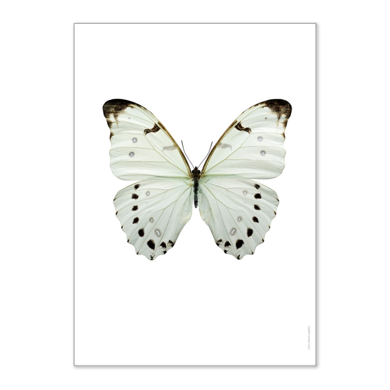 Affiche Entomologique Liljebergs - Poster Papillon blanc lune - Illustration Morpho Luna - Boutique Les inutiles