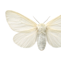 Affiche Entomologique Liljebergs - Poster Papillon blanc - Illustration macro Leucoma Salicis - Boutique Les inutiles