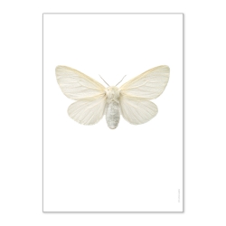 Affiche Entomologique Liljebergs - Poster Papillon blanc - Illustration insectes Leucoma Salicis - Boutique Les inutiles