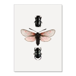 Affiche Insectes Liljebergs - Poster Papillon rose et Scarabée noir - Entomologie - Boutique Les inutiles