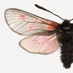 Détail Affiche Entomologique Liljebergs - Aile de Papillon rose et insecte Scarabée noir - Boutique Les inutiles