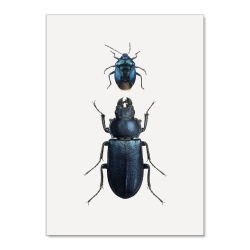 Affiche Insectes Noirs Liljebergs - Poster entomologique coléoptères noirs - Boutique Les inutiles