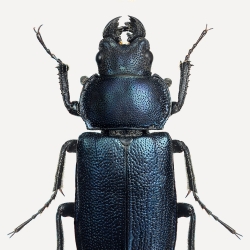 Détails Affiche Entomologique Liljebergs - Photo insectes et  coléoptères noirs - Boutique Les inutiles