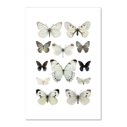 Carte Postale Insectes - Papillons Blancs - Illustration Entomologique - Macro photographie Liljebergs -  Boutique Les inutiles