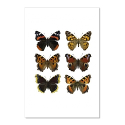 Carte Postale Double - Papillons orange - Illustration Entomologique - Macro photographie Liljebergs -  Boutique Les inutiles