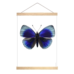 Affiche Entomologique Liljebergs - Poster Papillon bleu électrique - Illustration Asterope Leprieuri - Boutique Les inutiles