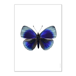 Affiche Insecte Liljebergs - Photo Papillon bleu électrique - Illustration Asterope Leprieuri - Boutique Les inutiles