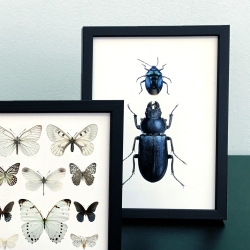 Carte Postale Papillons Blancs - Illustration Entomologique Encadrée - Macro photographie insectes Liljebergs - Les inutiles
