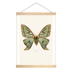 Affiche Entomologique Liljebergs - Poster Papillon Vert - Graellsia isabellae - Porte Affiche en Bois -Boutique Les inutiles