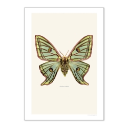 Grande Affiche Entomologique Liljebergs - Insecte Papillon Vert - Photographie Graellsia isabellae - Boutique Les inutiles