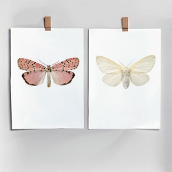 Affiche Entomologique Liljebergs - Poster Papillon rose saumon et blanc - Illustration Utetheisa Ornatrix Bella - Les inutiles