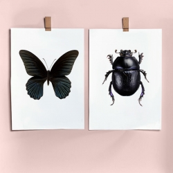Affiche insectes Scarabée et Papillon noir Liljebergs - Poster insecte - Illustration Entomologique - Les inutiles