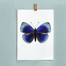 Grande Affiche Entomologique Liljebergs - Poster Papillon bleu électrique - Illustration Asterope Leprieuri - Les inutiles