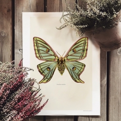 Affiche Liljebergs - insecte et entomologie - Poster Papillon Vert - Illustration Graellsia isabellae - Boutique Les inutiles