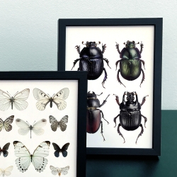 Carte Postale Double - Scarabées et Papillons - Entomologique - Macro photographie Liljebergs -  Boutique Les inutiles
