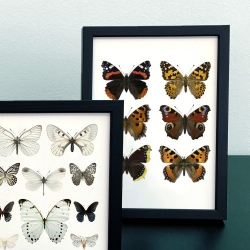 Carte Postale Double - Papillons orange et blancs - Entomologique Macro photographie Liljebergs -  Boutique Les inutiles