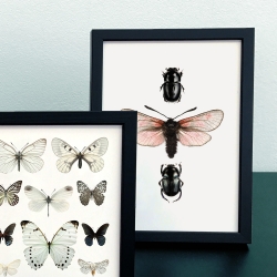 Affiche Papillons et insectes Liljebergs - Poster Papillon rose et Scarabée noir insectes - Boutique Les inutiles