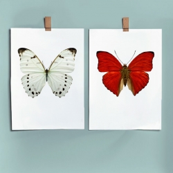 Affiches Insectes Liljebergs - Poster Papillon blanc et rouge - Illustration Morpho Luna - Les inutiles
