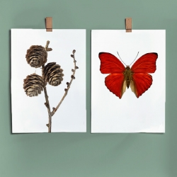 Affiche Liljebergs - Macro-photographie papillon et pommes de pin - insectes et déco de Noël rouge - boutique Les inutiles