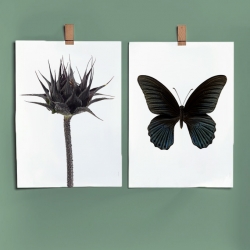 Affiche Liljebergs Sunflower Bud - Macro Photographie Botanique et Entomologie Tournesol et Papillon Noir - Les inutiles