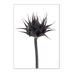Affiche Liljebergs Sunflower Bud - Poster Botanique Bouton de Tournesol - macro photographie - Boutique Les inutiles