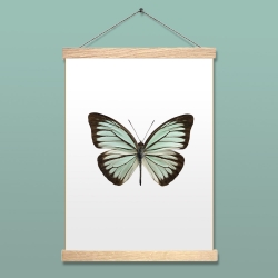 Affiche Entomologique Liljebergs - Poster Papillon Mint - Illustration Pareronia Valeria Lutescens - Boutique Les inutiles