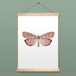 Affiche Entomologique Liljebergs - Papillon rose Utetheisa Ornatrix Bella accroche poster aimanté - Boutique Les inutiles
