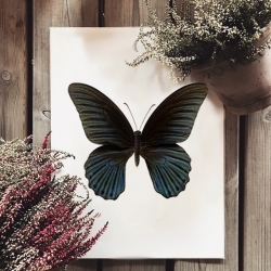 Affiche Entomologique Liljebergs - Macro photo Papillon noir - Illustration Papilio Memnon - Boutique Les inutiles