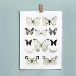 Affiche insectes Liljebergs France - illustration papillons blancs - photo papillon noir - Boutique Les inutiles