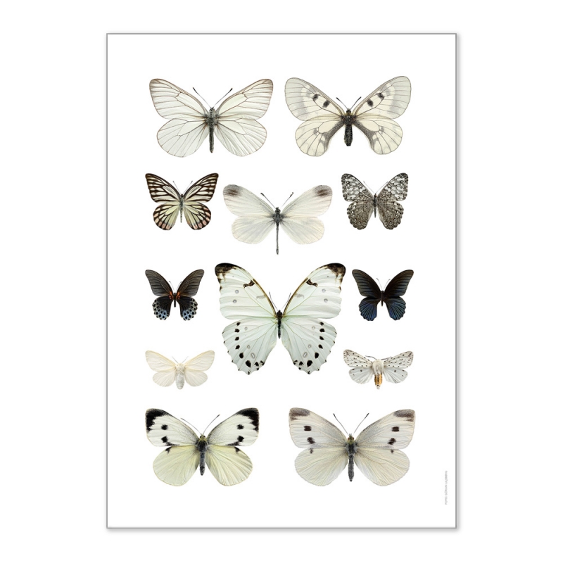 Affiche Papillons Liljebergs - Poster Papillon blanc - Macro photographie insectes déco - Boutique Les inutiles