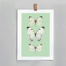 Affiche insectes Liljebergs France - illustration fond vert d'eau papillons blancs - photo papillon noir - Boutique Les inutiles