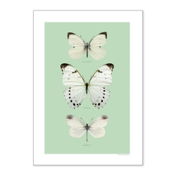 Affiche Papillons Liljebergs - Poster Papillon blanc et mint - Macro photographie insectes déco - Boutique Les inutiles