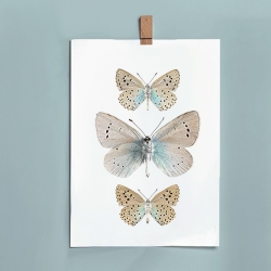 Affiche Insectes Bleu Ciel - Papillons Liljebers - Livraison en France - Boutique Les inutiles Paris