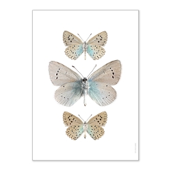 Petite affiche papillons beiges et bleus - Photo insectes déco - Liljebergs Livraison France - Boutique Les inutiles
