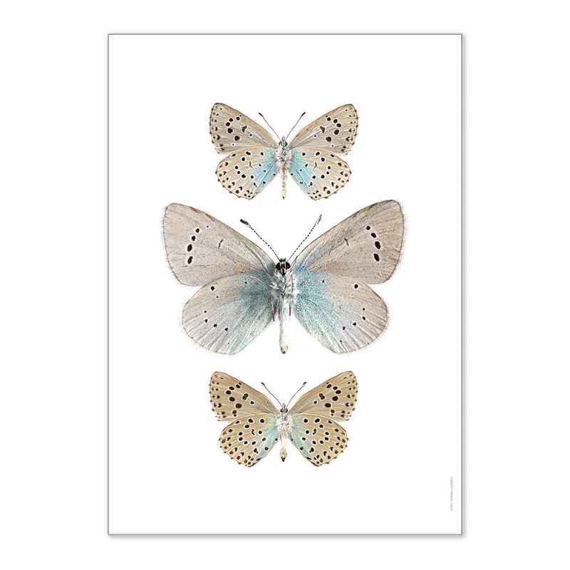 Petite affiche papillons beiges et bleus - Photo insectes déco - Liljebergs Livraison France - Boutique Les inutiles